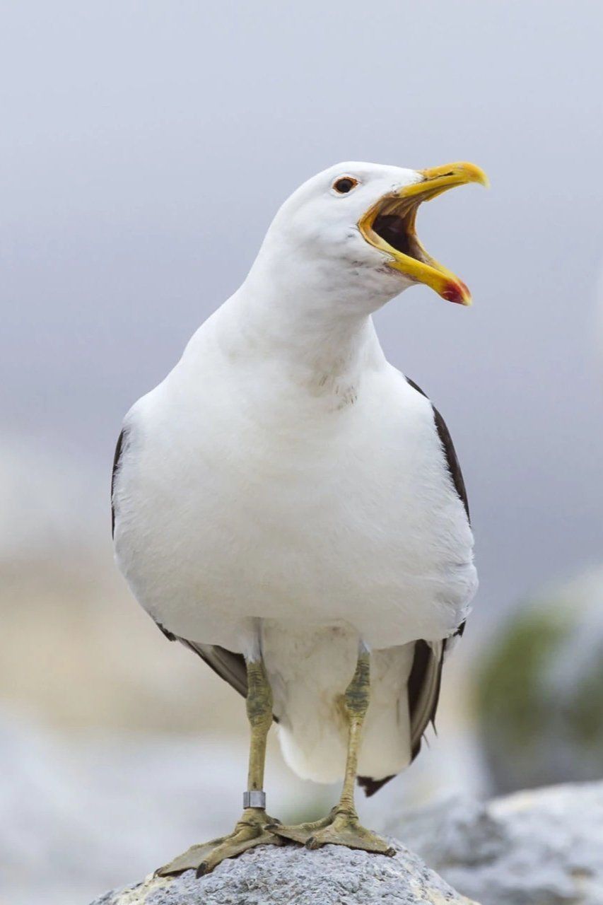 Photo of Sully Seagull