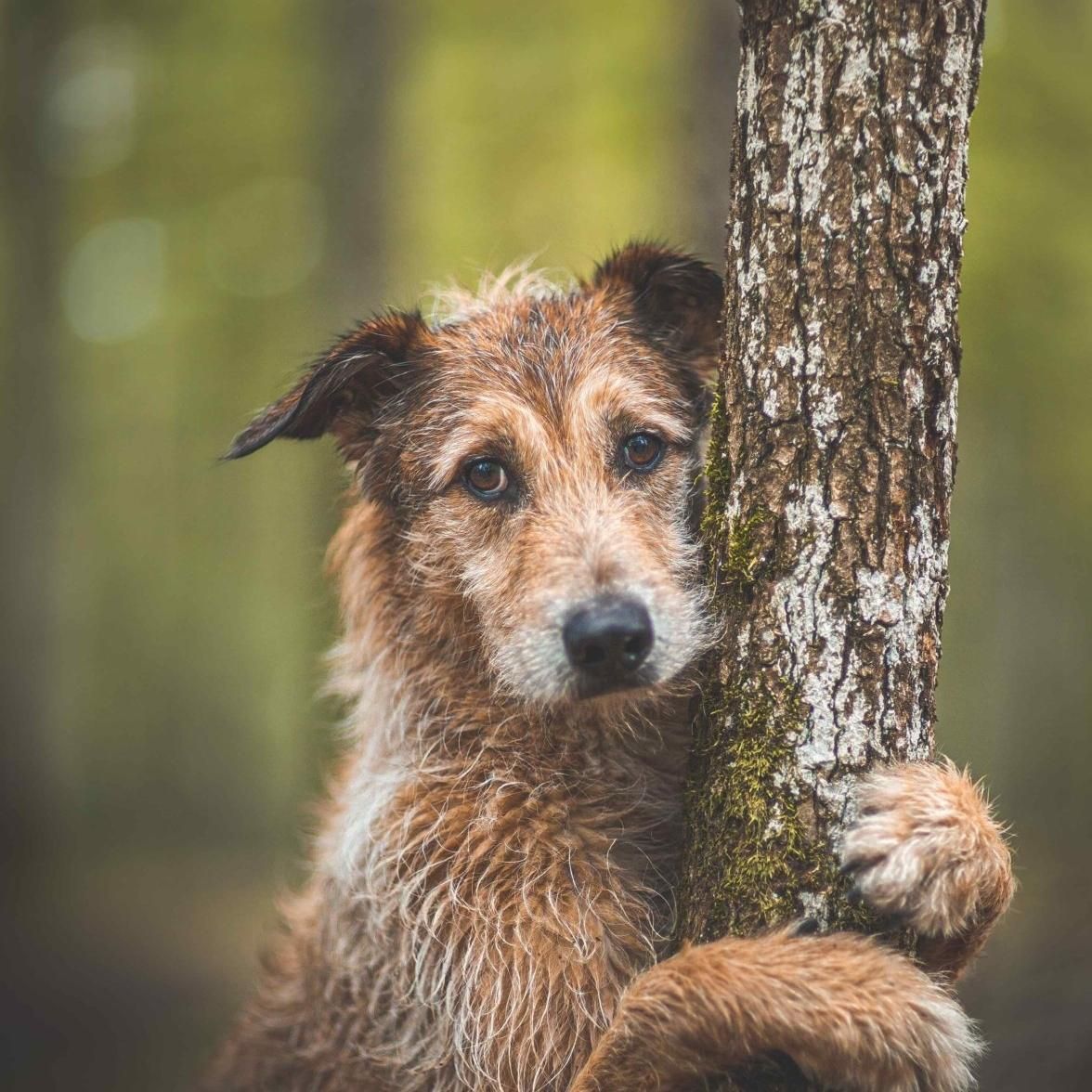 Photo of Kodi
