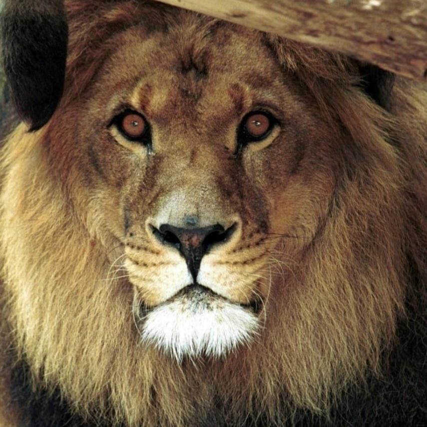 Photo of Bongo the Lion