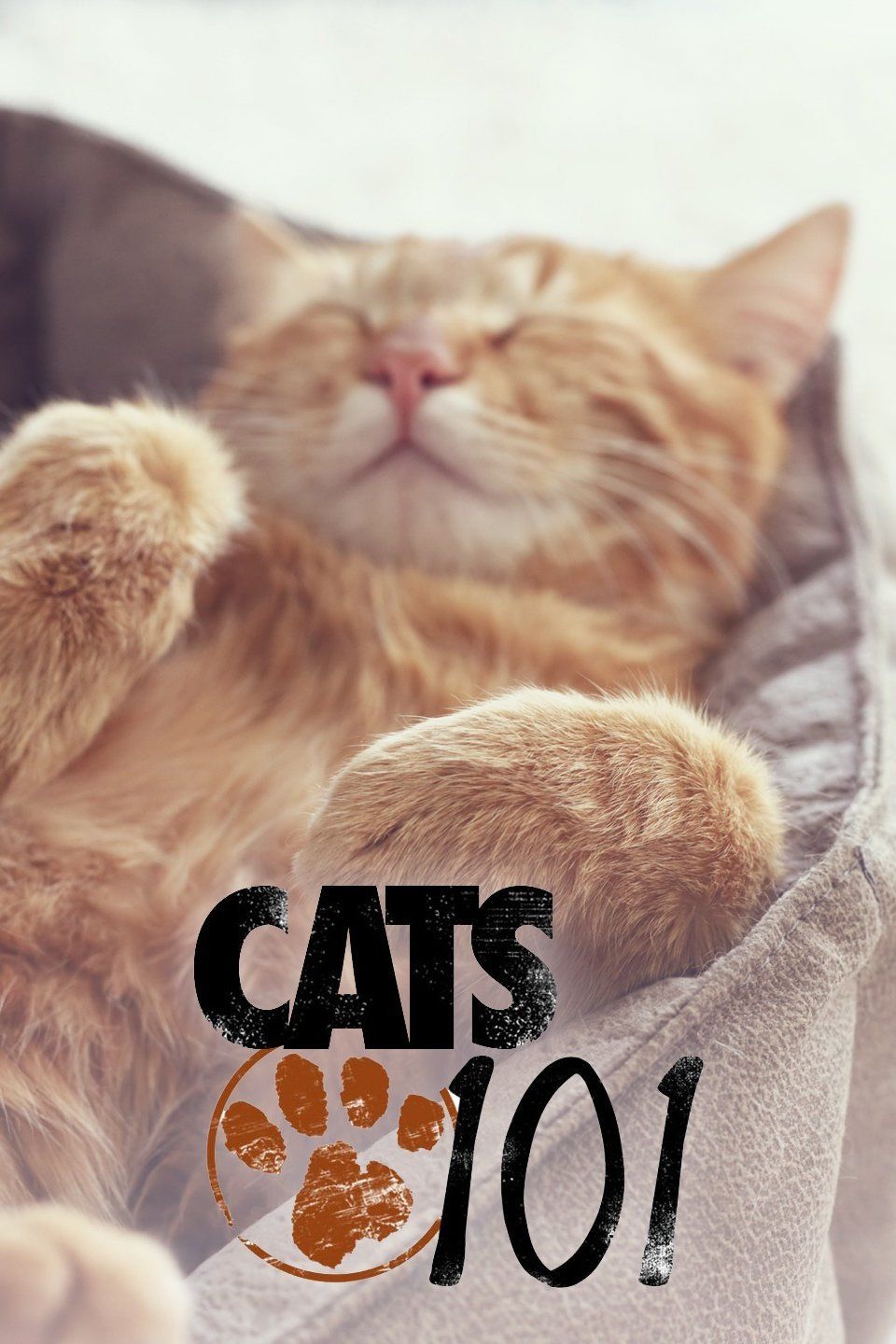 Watch Cats 101 (2008) TV Series Online - Plex